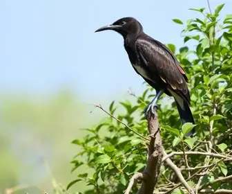 observação de aves